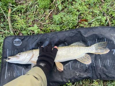 Foto van de Spro Iris Ambush Spinnerbait