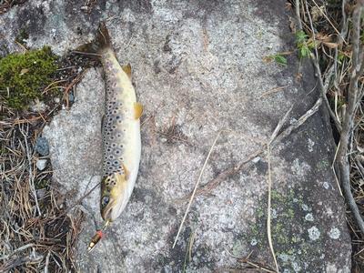 Foto van de Abu Garcia Trout Spinner Kit 4-Pack