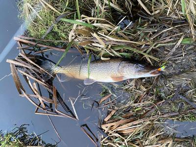 Foto van de Spro Iris Underdog JTD