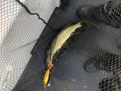 Foto van de Berkley Zilla Tailswinger