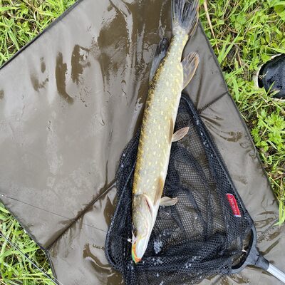 Foto van de Spro Iris Ambush Spinnerbait