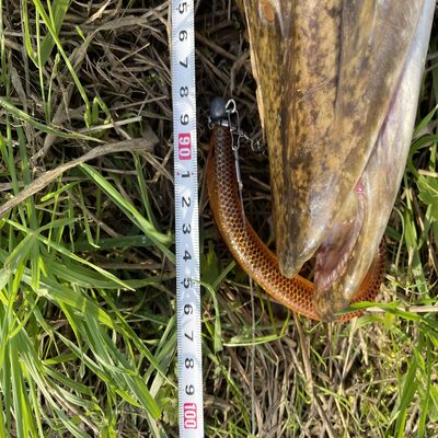 Foto van de Westin ShadTeez