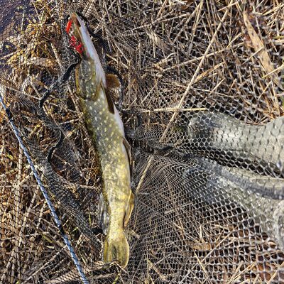 Foto van de Berkley Zilla Glider