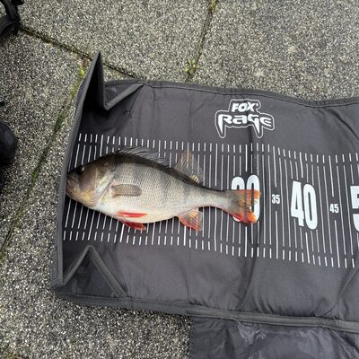 Foto van de Fox Rage Voyager Camo Measure Mat