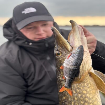 Foto van de Westin Ricky The Roach Inline