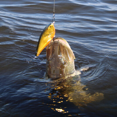 Foto van de Berkley Zilla Glider