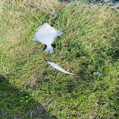 Foto van de Penn Tidal