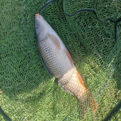 Foto van de Sonubaits Pellet Os