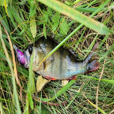 Foto van de Salmo Hornet