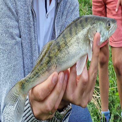 Foto van de Abu Garcia Max SX