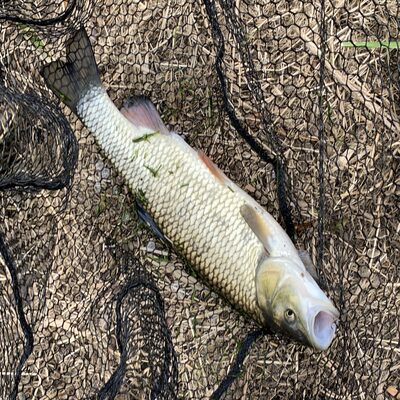 Foto van de Fox Rage Street Fighter Carbon Street Net