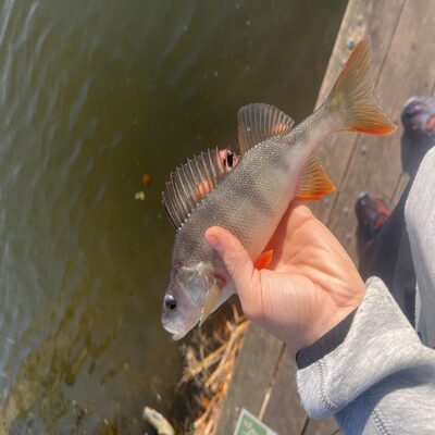 Foto van de Berkley Powerbait Power Nymph 2.5cm