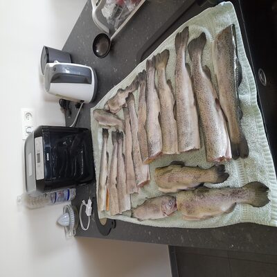 Foto van de Albatros Forel Dobber